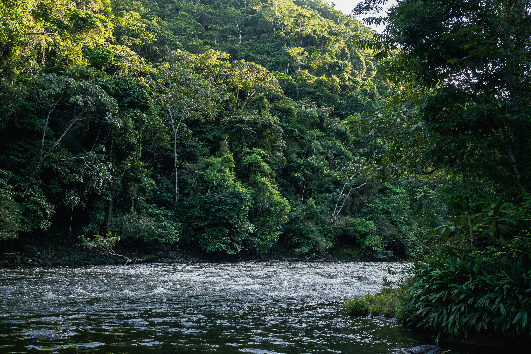 Cañón del río Santo Domingo visto desde el bosque