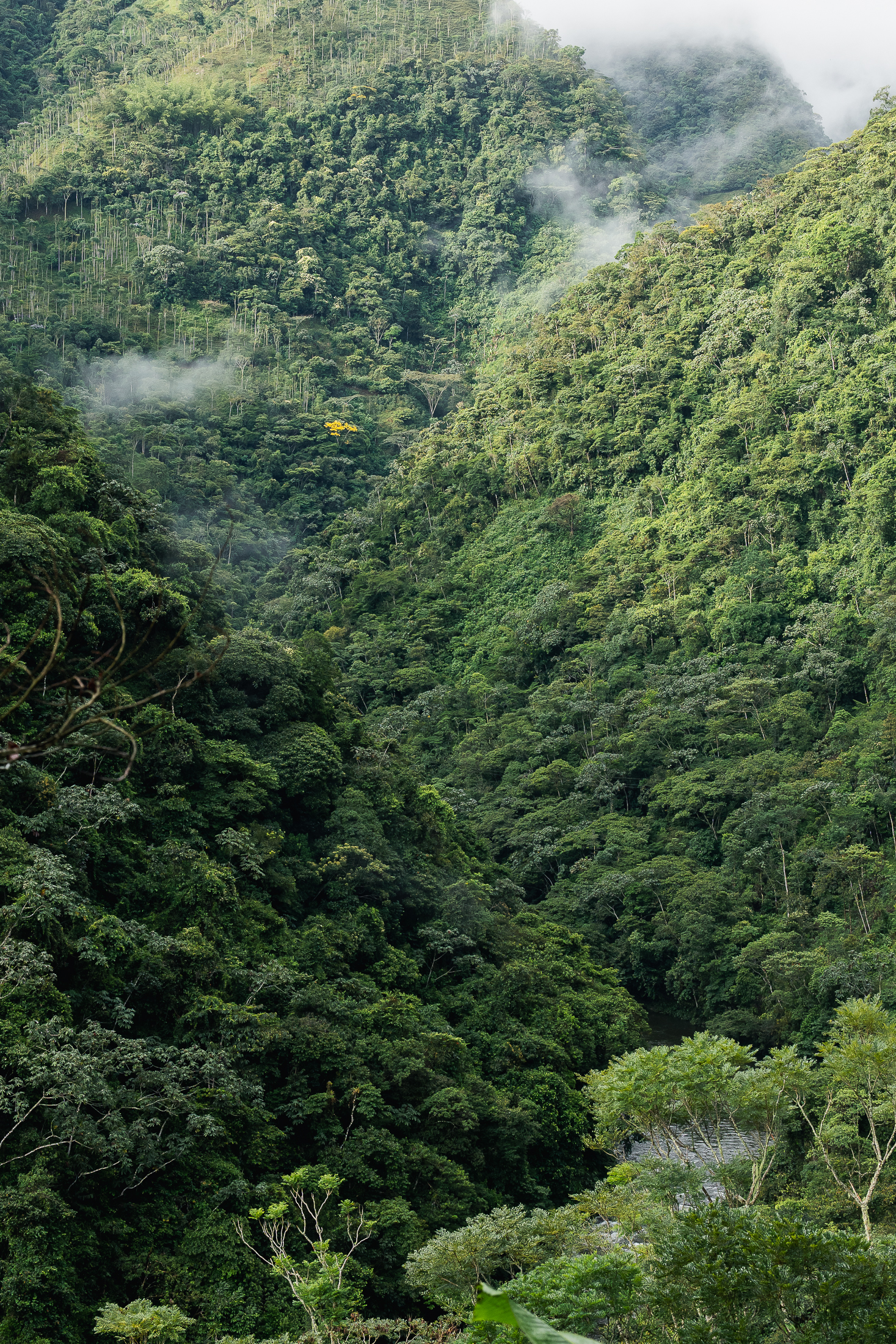 Niebla sobre el cañón del río Santo Domingo